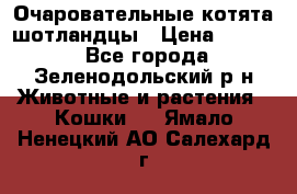 Очаровательные котята шотландцы › Цена ­ 2 000 - Все города, Зеленодольский р-н Животные и растения » Кошки   . Ямало-Ненецкий АО,Салехард г.
